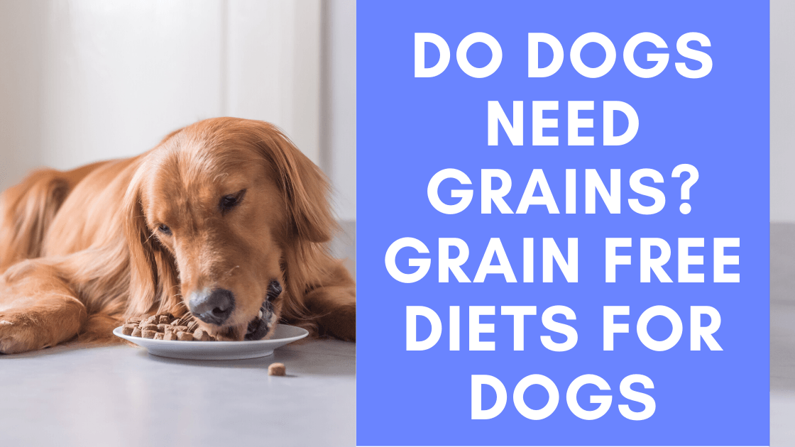 Do Dogs Need Grains? Grain Free Diets for Dogs