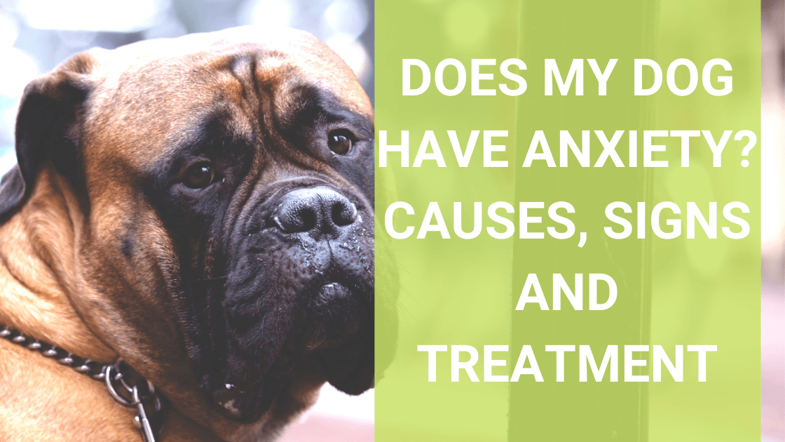 Does My Dog Have Anxiety? Causes, Signs and Treatment - Monster K9 Dog Toys