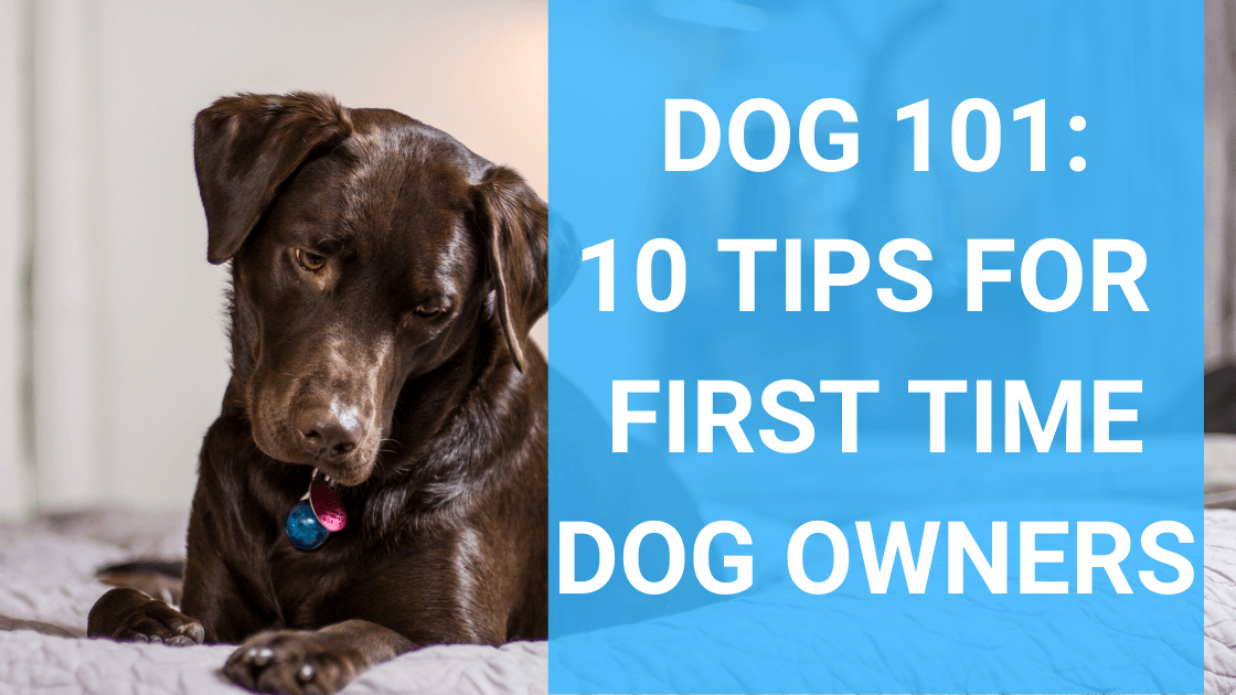 Dog 101: 9 Tips for First Time Dog Owners - Monster K9 Dog Toys