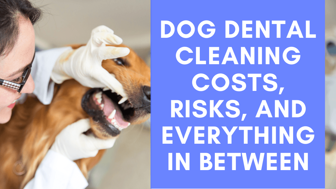 Dog Dental Cleaning Costs, Risks, and Everything in Between - Monster K9 Dog Toys