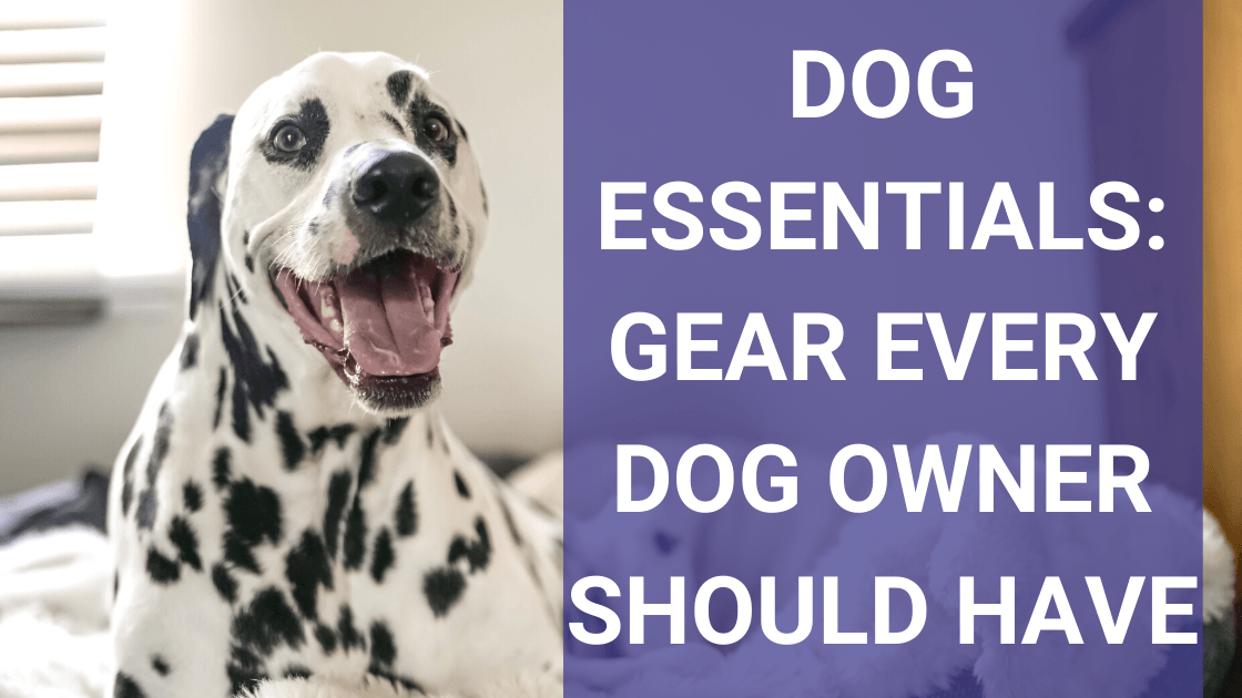 Dog Essentials: Products Every Dog Owner Should Have - Monster K9 Dog Toys