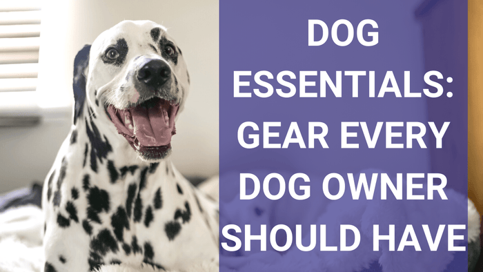 Dog Essentials: Products Every Dog Owner Should Have