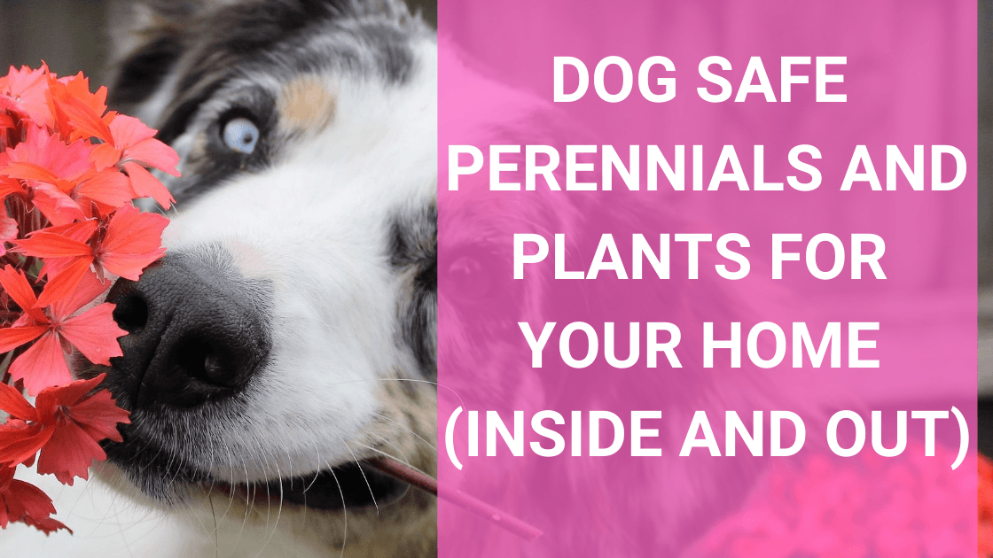 Dog Safe Perennials and Dog Friendly Plants for Your Home (Inside and Out!) - Monster K9 Dog Toys
