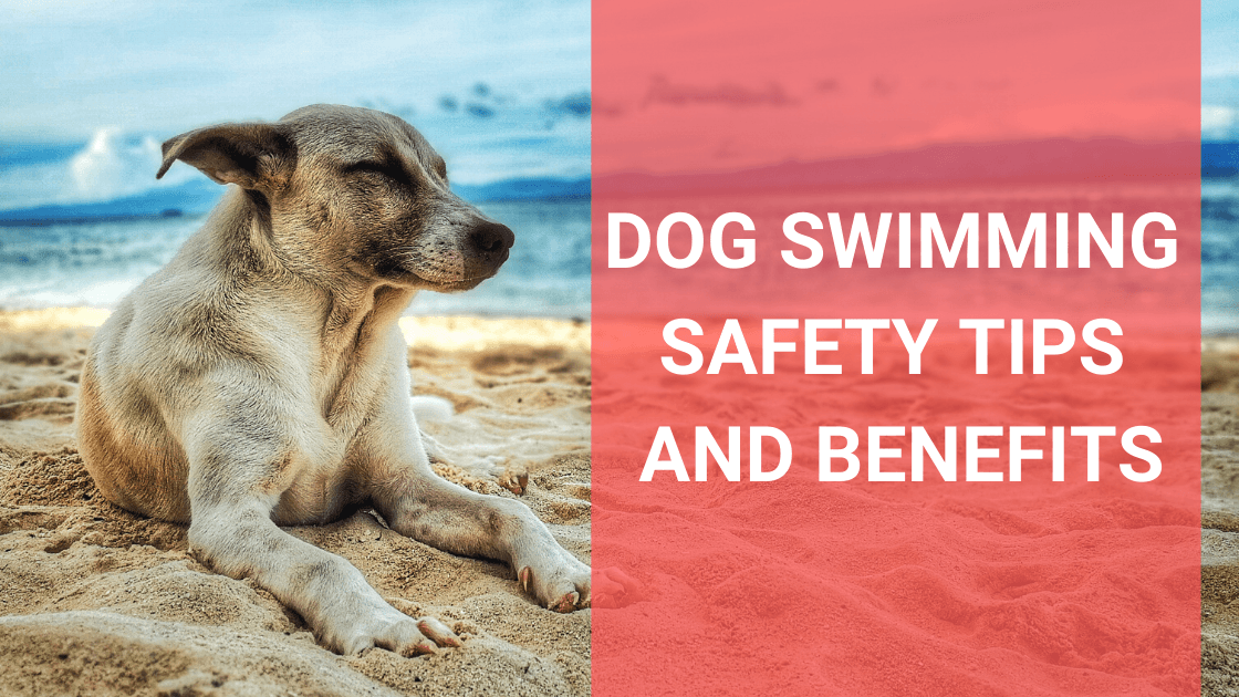 Dog Swimming Safety Tips and Benefits - Monster K9 Dog Toys
