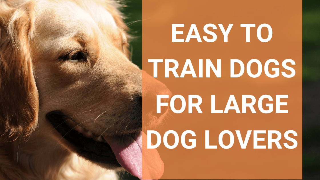 Easy to Train Dogs for Large Dog Lovers - Monster K9 Dog Toys