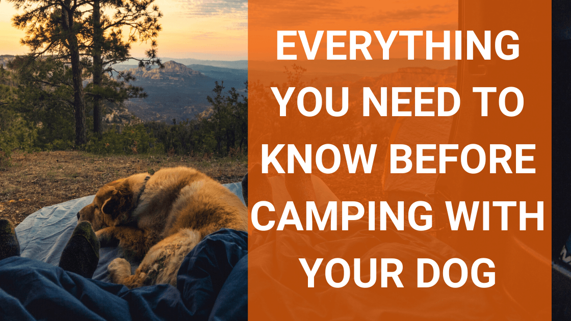 Everything You Need to Know Before Camping with Your Dog - Monster K9 Dog Toys