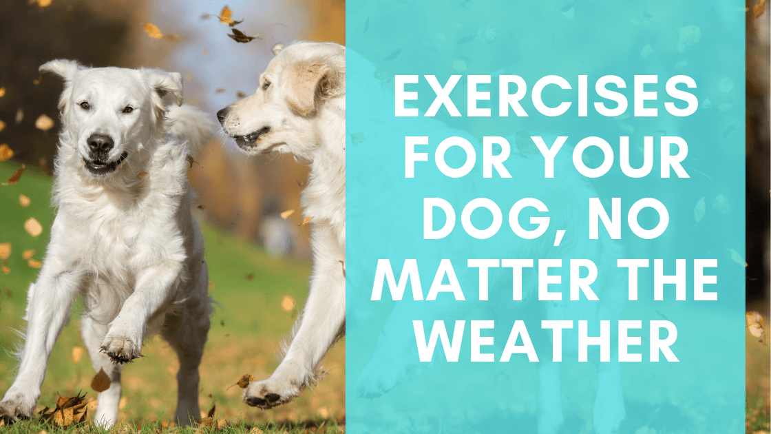 Exercises for your dog, No Matter the Weather - Monster K9 Dog Toys