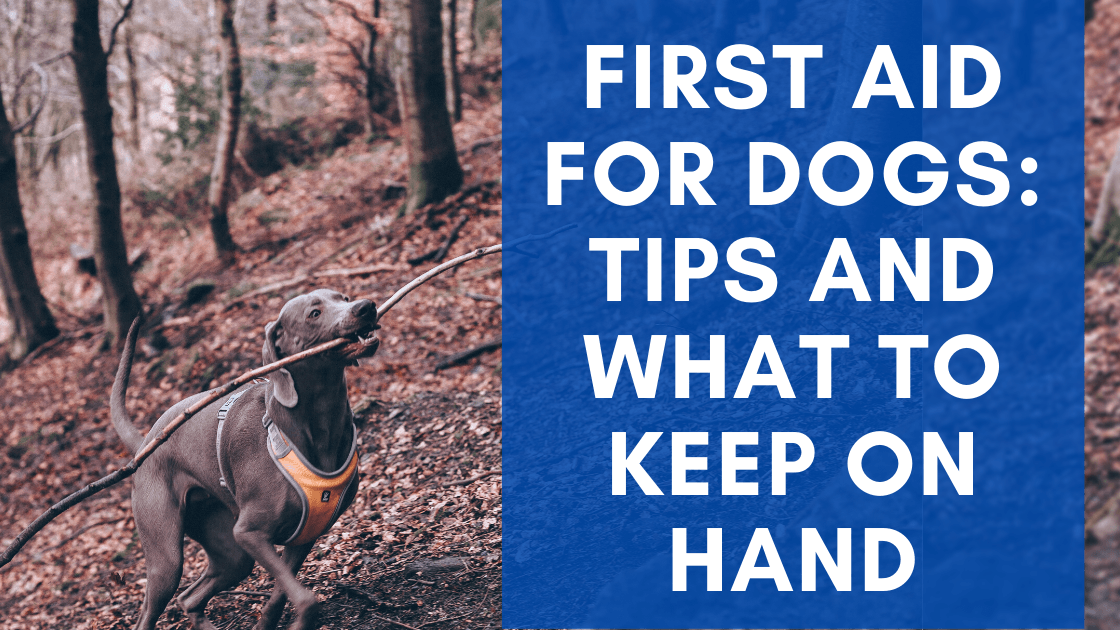 First Aid for Dogs: Tips and What to Keep on Hand - Monster K9 Dog Toys