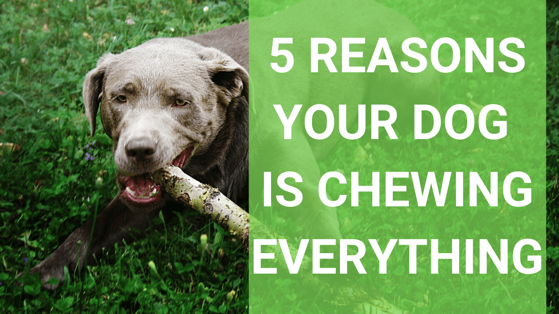Five Reasons Your Dog Is Chewing on Everything - Monster K9 Dog Toys