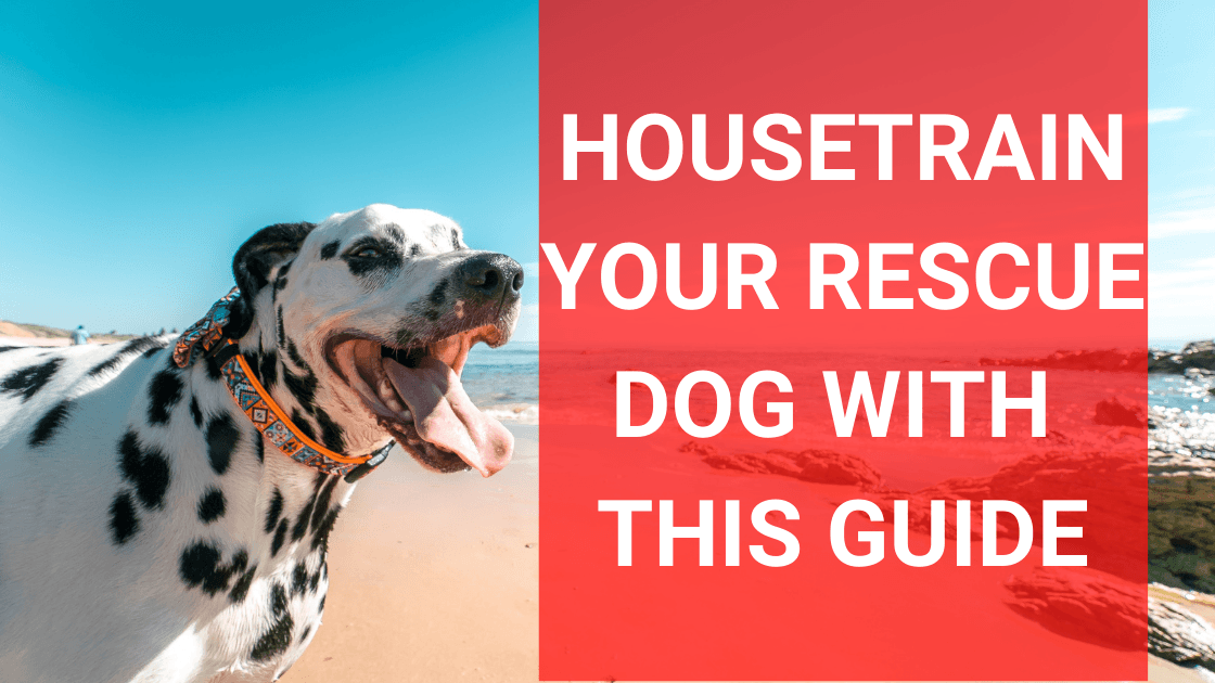 Housetraining A Rescue Dog: Everything You Need to Know - Monster K9 Dog Toys