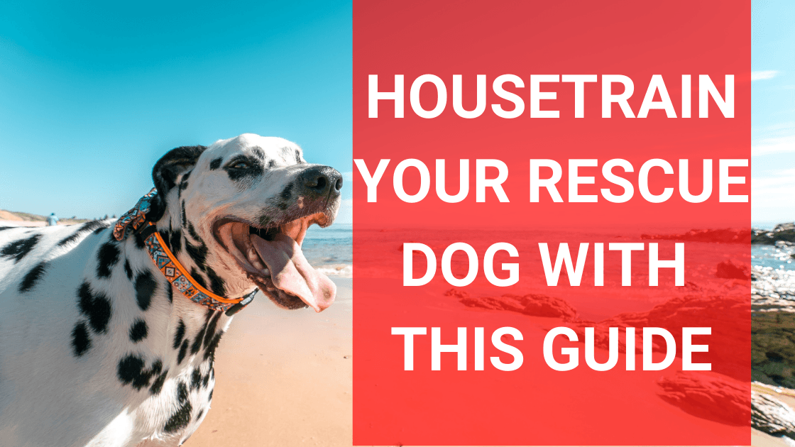 Housetraining A Rescue Dog Everything You Need to Know