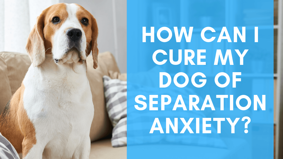 How Can I Cure my Dog of Separation Anxiety? - Monster K9 Dog Toys