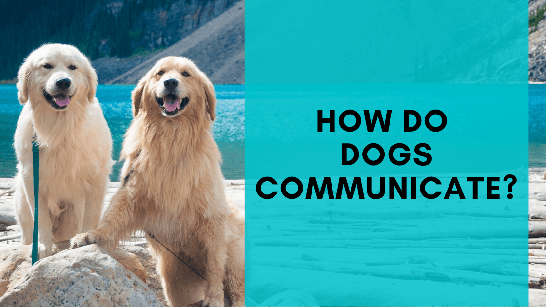 How Do Dogs Communicate? - Monster K9 Dog Toys