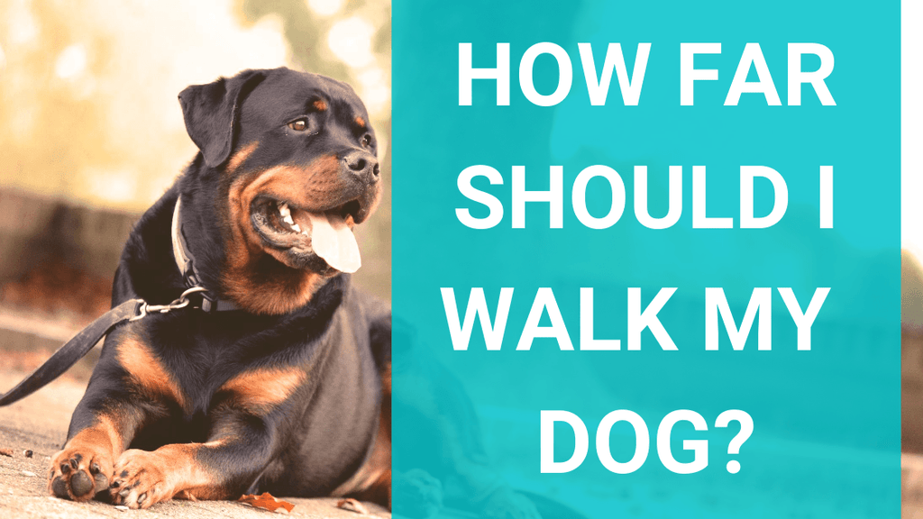 How Far Should I Walk My Dog
