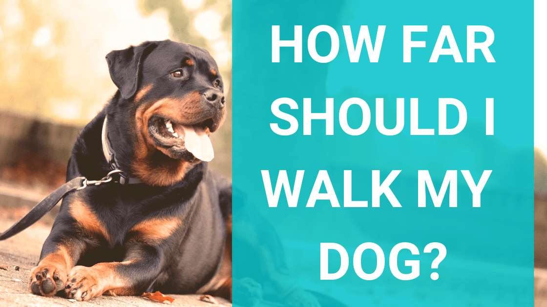 How Far Should I Walk My Dog? - Monster K9 Dog Toys