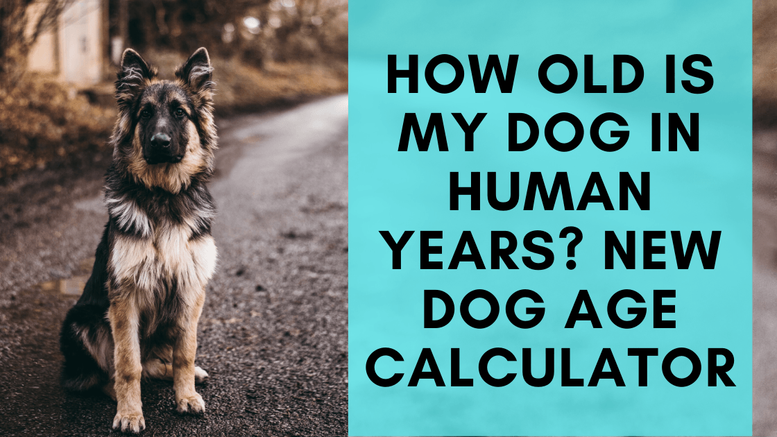 How Old is My Dog in Human Years? New Dog Age Calculator - Monster K9 Dog Toys
