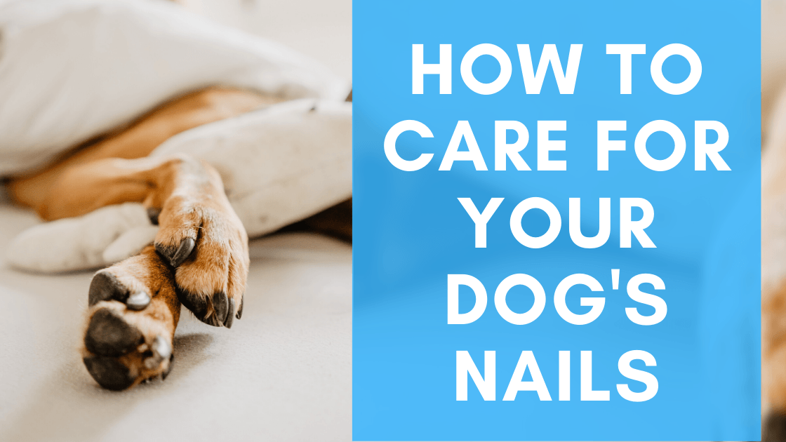 How to Care for Your Dog’s Nails - Monster K9 Dog Toys