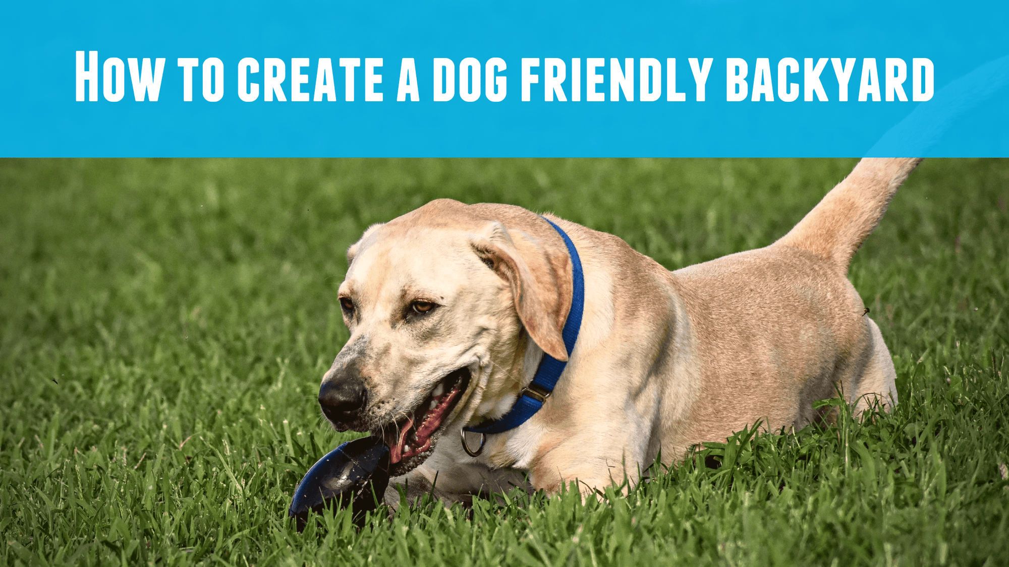 How to Create a Dog Friendly Backyard - Monster K9 Dog Toys