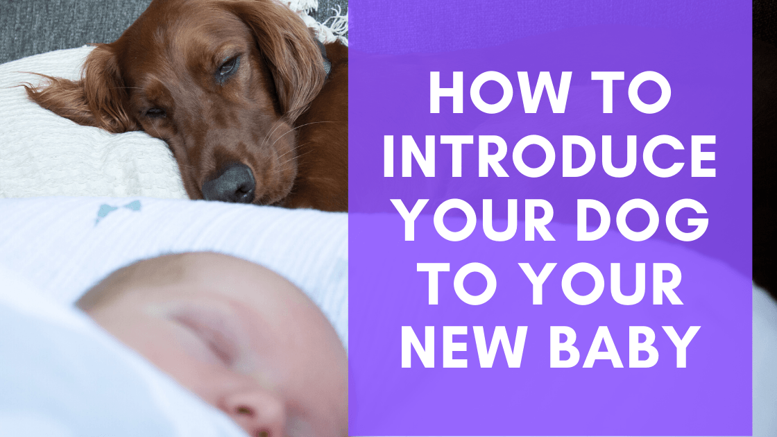 How to Introduce Your Dog to Your New Baby - Monster K9 Dog Toys