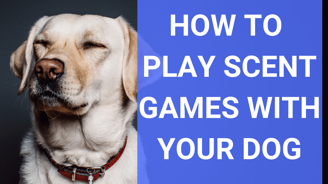 How to Play Scent Games With Your Dog - Monster K9 Dog Toys