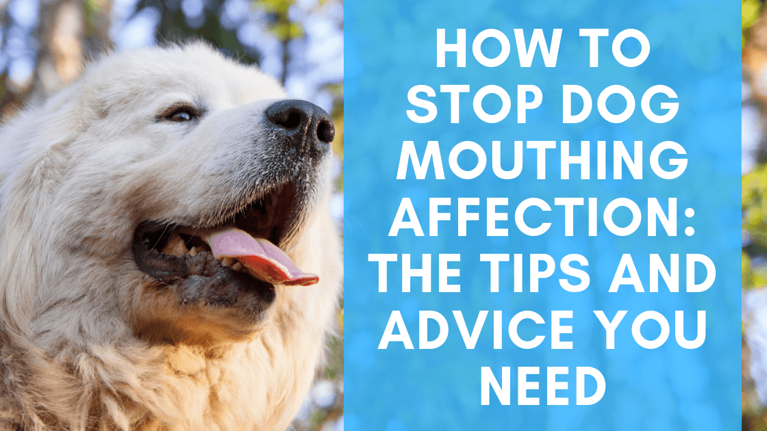 How to Stop Dog Mouthing Affection: The Tips and Advice You Need - Monster K9 Dog Toys