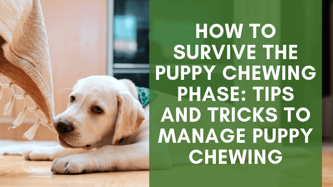How to Survive the Puppy Chewing Phase: Tips and Tricks to Manage Puppy Chewing - Monster K9 Dog Toys