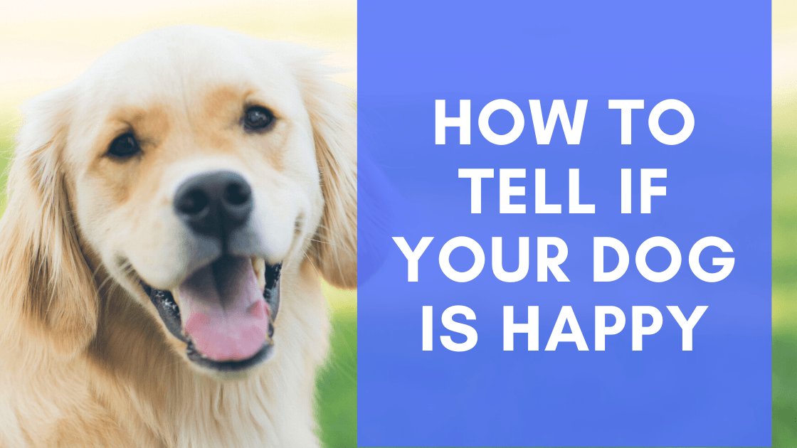 How to Tell if Your Dog is Happy? - Monster K9 Dog Toys