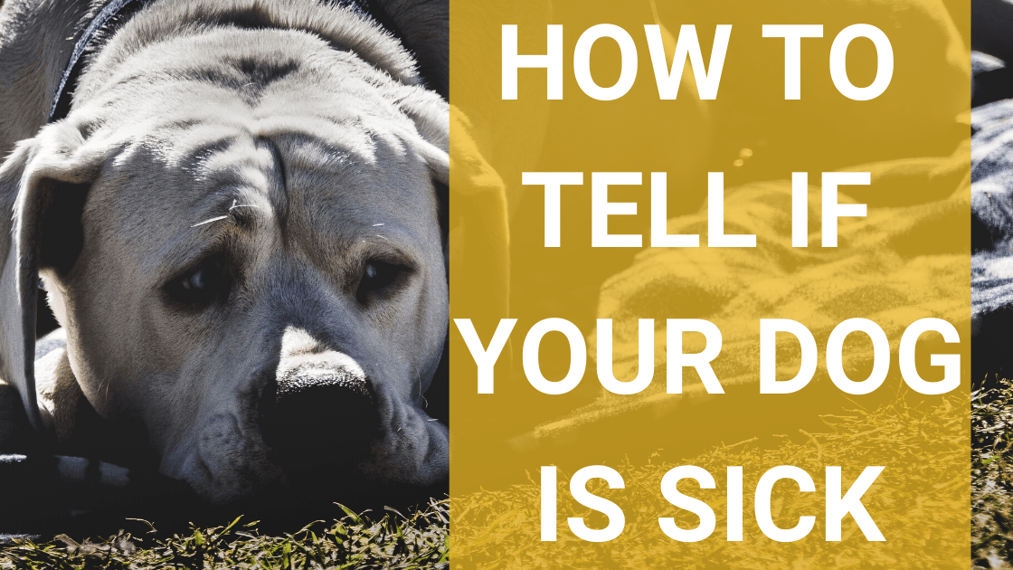 How to Tell If Your Dog is Sick: 8 Things You Don’t Want to Ignore - Monster K9 Dog Toys