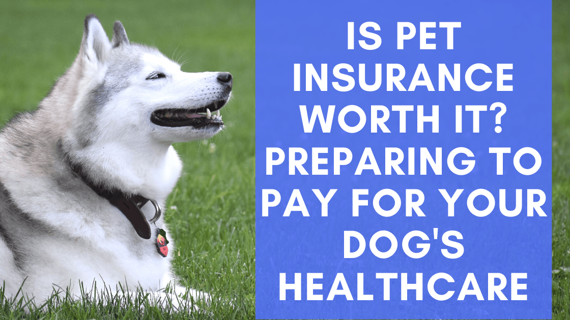 Is Pet Insurance Worth It? Preparing to Pay For Your Dog's Healthcare - Monster K9 Dog Toys