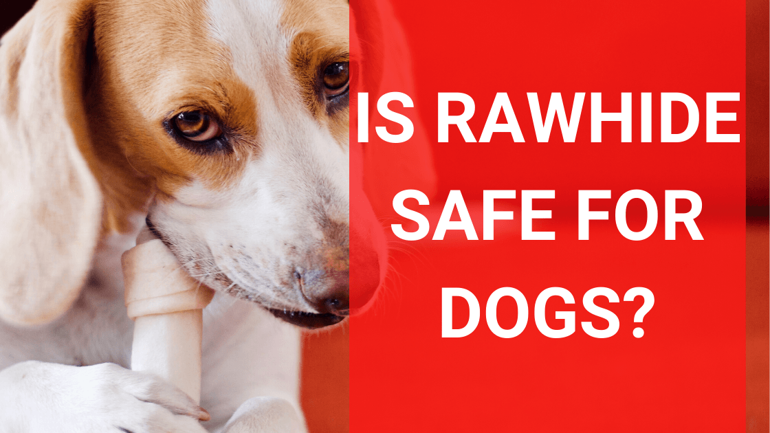 Is Rawhide Bad for Dogs