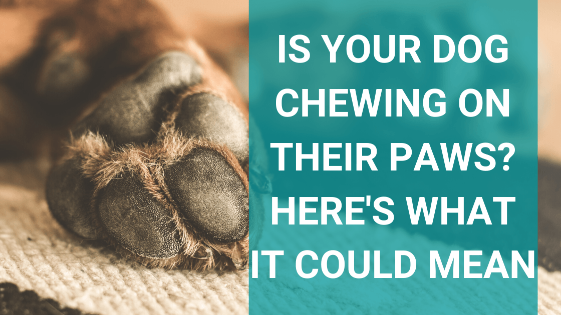 Is Your Dog Chewing on Their Paws? Here’s What it Could Mean - Monster K9 Dog Toys