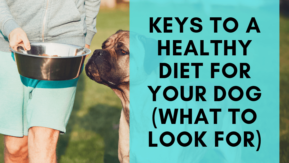 Keys to a Healthy Diet for your Dog (What you Should Look for) - Monster K9 Dog Toys