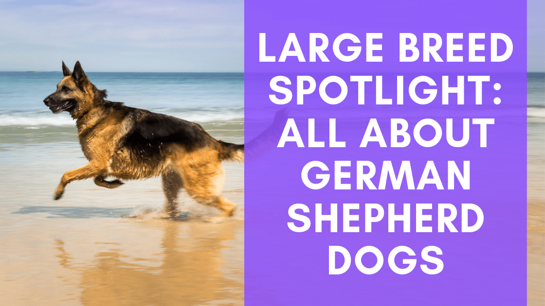 Large Breed Spotlight: All About German Shepherd Dogs - Monster K9 Dog Toys