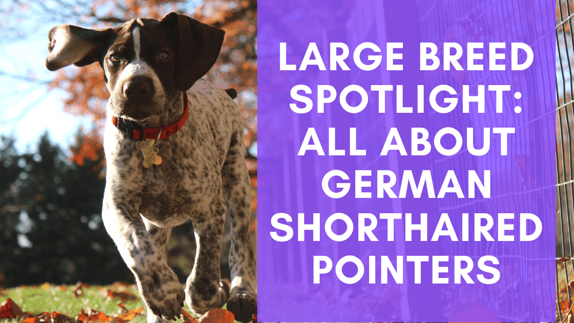 Large Breed Spotlight: All About German Shorthaired Pointers - Monster K9 Dog Toys