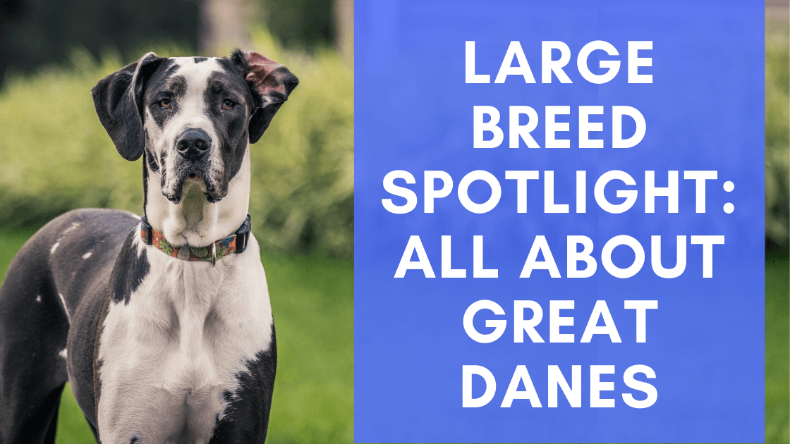 Large Breed Spotlight: All About Great Danes - Monster K9 Dog Toys