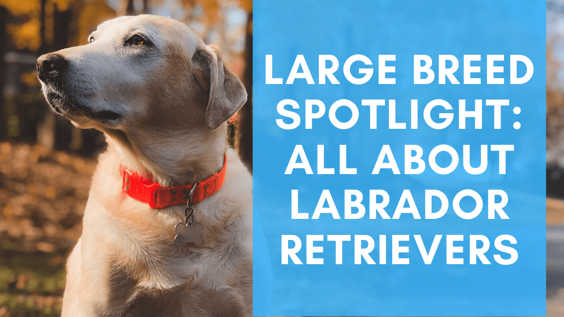 Large Breed Spotlight: All About Labrador Retrievers - Monster K9 Dog Toys