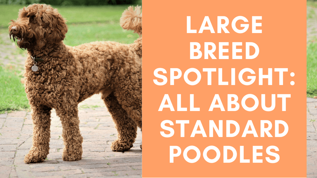 Standard hot sale poodle images