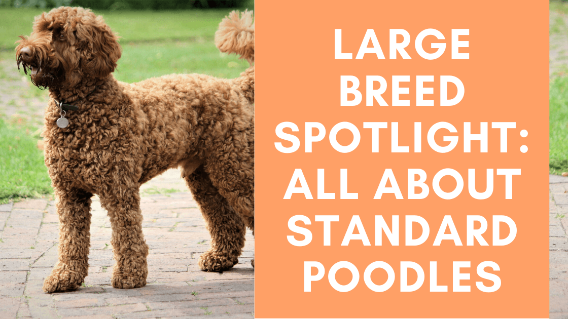 Large Breed Spotlight: All About Standard Poodles - Monster K9 Dog Toys
