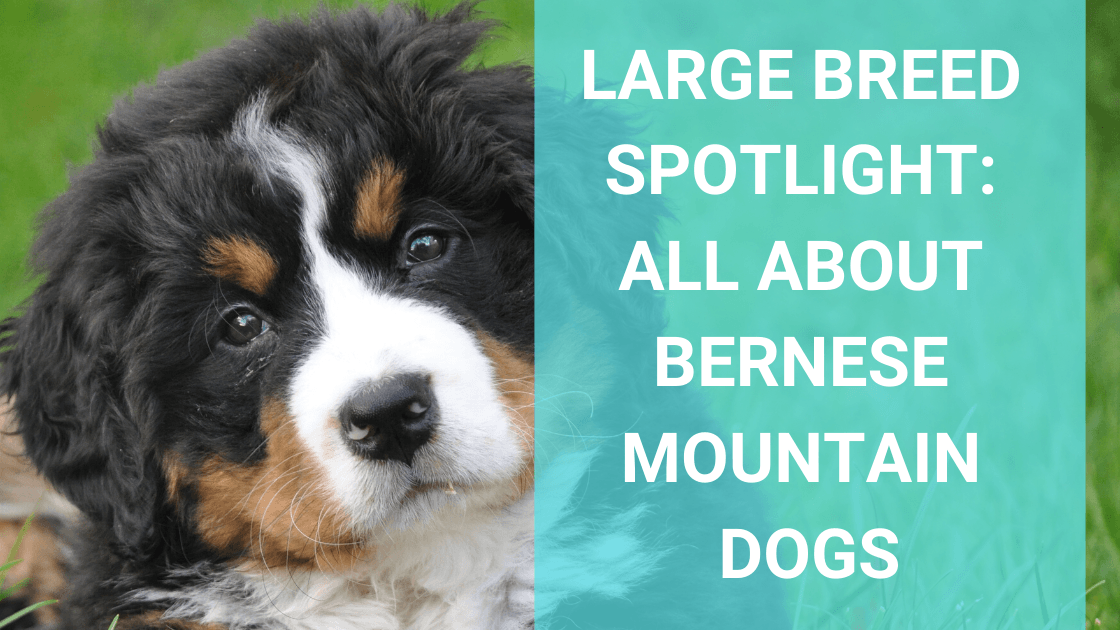 Large Breed Spotlight: Bernese Mountain Dogs - Monster K9 Dog Toys