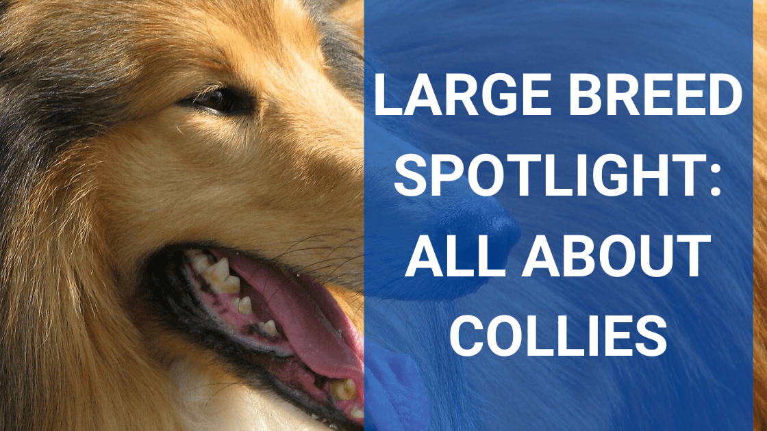 Large Breed Spotlight: Collie - Monster K9 Dog Toys