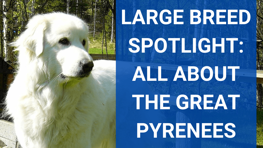 Large Breed Spotlight: Great Pyrenees - Monster K9 Dog Toys
