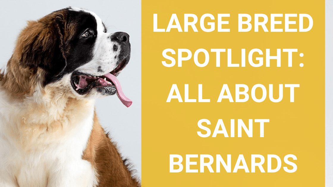 Large Breed Spotlight: Saint Bernard - Monster K9 Dog Toys