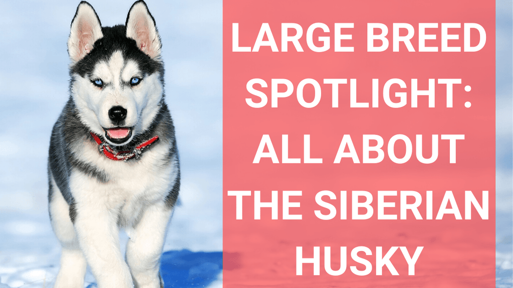 Siberian husky best sale large breed