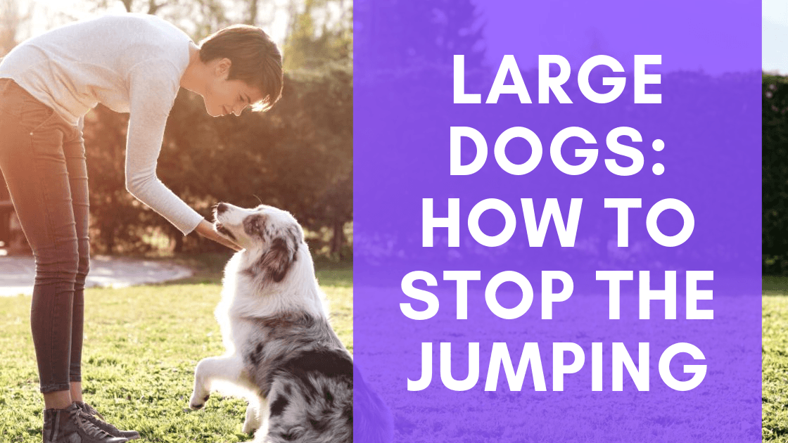 Large Dogs: How to Stop the Jumping - Monster K9 Dog Toys