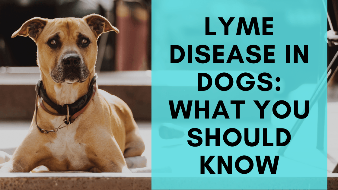 Lyme Disease in Dogs: What You Should Know - Monster K9 Dog Toys