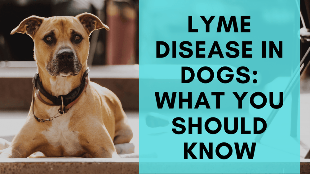 Lyme Disease in Dogs What You Should Know