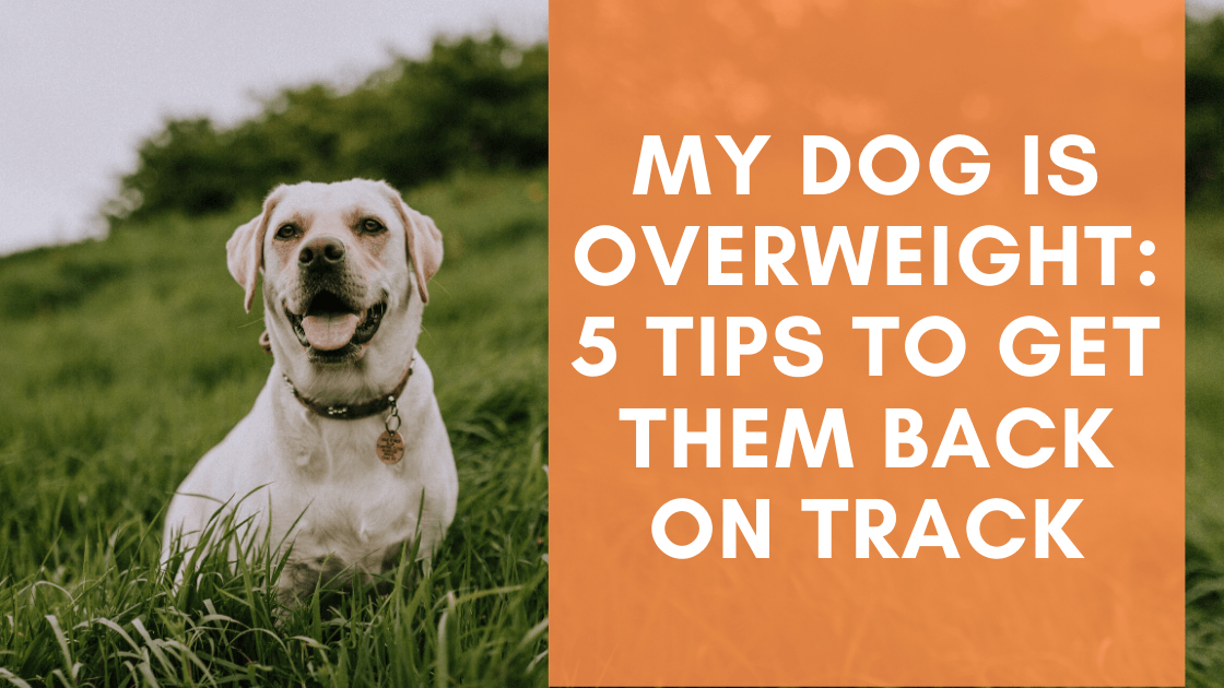 My Dog Is Overweight: 5 Tips to Get Them Back on track - Monster K9 Dog Toys