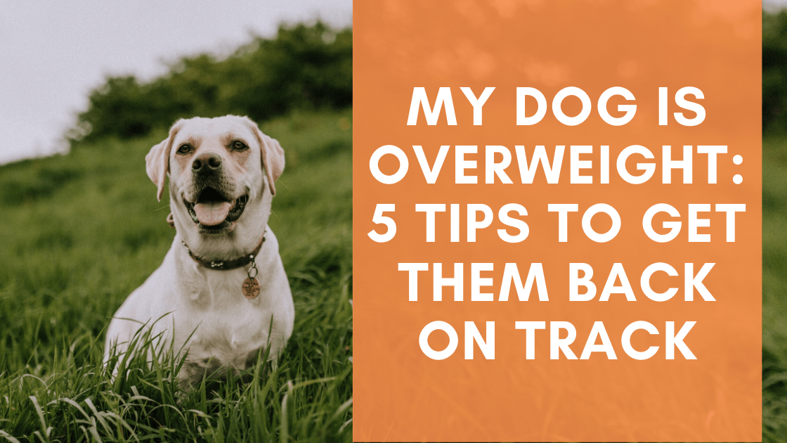 Track my dog on sale