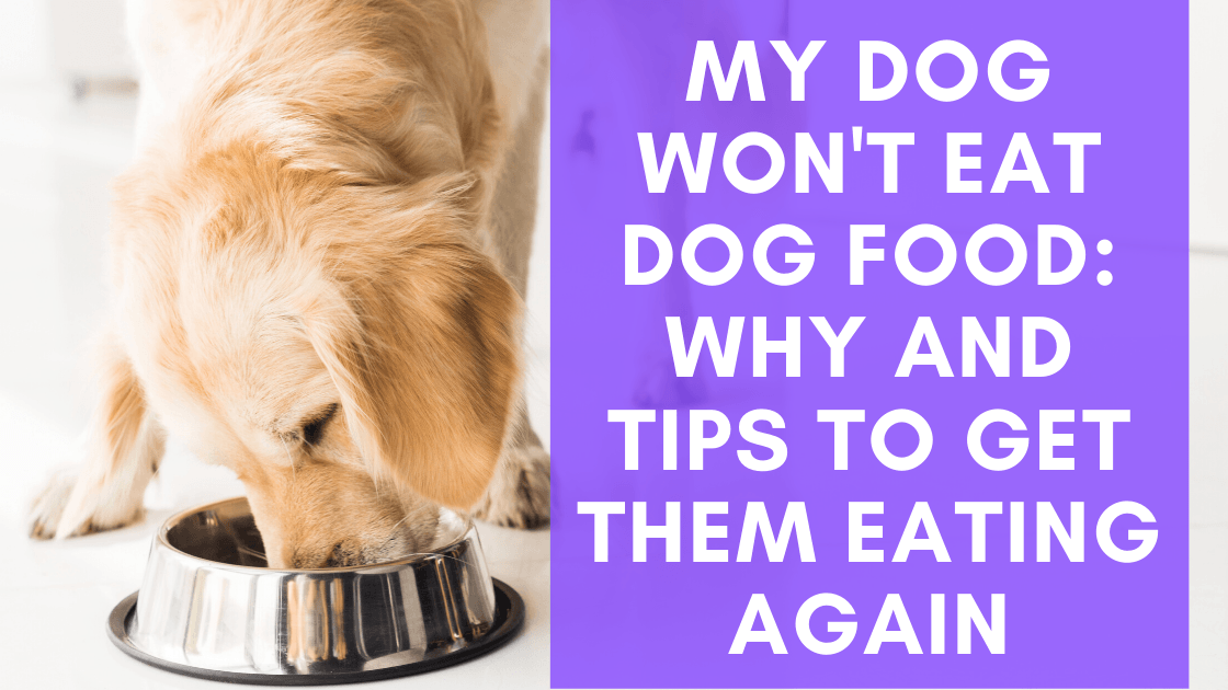 My Dog Won’t Eat Dog Food: Why and Tips to Get them Eating Again - Monster K9 Dog Toys