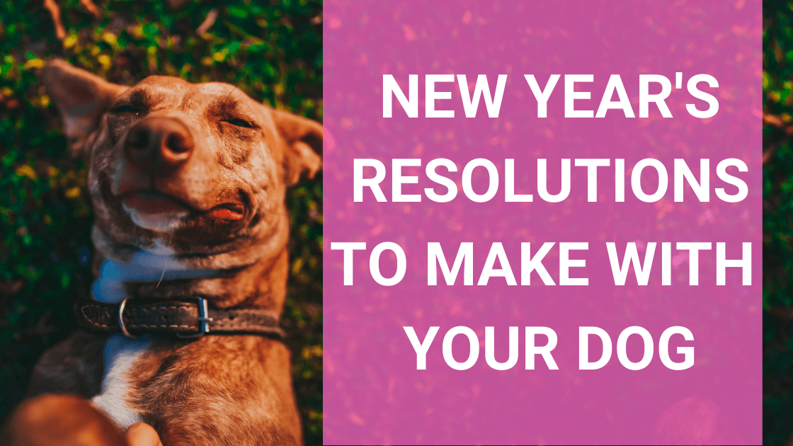 New Year’s Resolutions to Make with Your Dog - Monster K9 Dog Toys